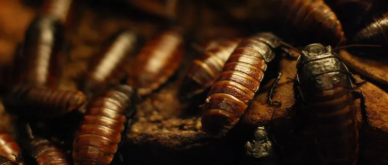 Crawling Dangers: Safety Risks of Cockroach Infestations in Arizona Properties
