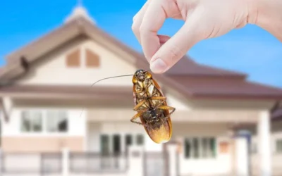 Seasonal Pest Control Guide for Arizona Homeowners