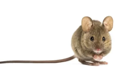 Signs, Risks, and Solutions for Rat Infestation for Arizona Residents