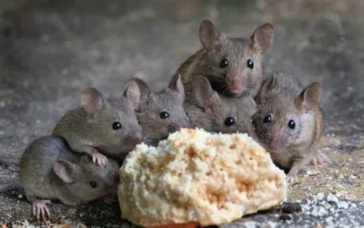 Mice in the Kitchen and the Perils of Food Contamination