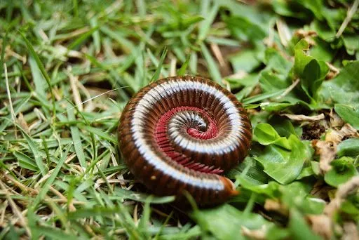 Millipede Menace: Health Risks and Property Damage Associated with Infestations