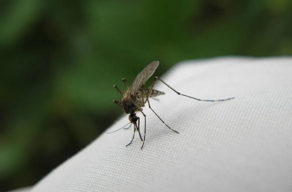 Mosquito 1920w