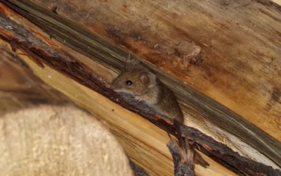 Protecting Your Home: Understanding the Different Types of Rats in Arizona