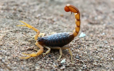 Safety Risks of Scorpions in Arizona Homes and Businesses