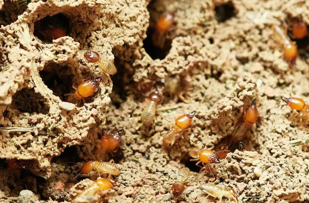 Termitesinnature 1920w