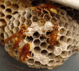 Wasps+on+their+nest 1920w